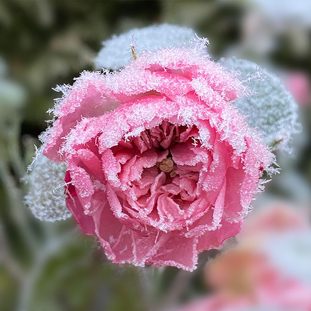 gefrorene Zweige vor blauem Himmel Detail