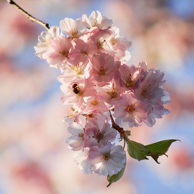 Kirschblüten mit Biene