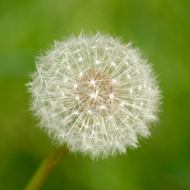 reifer Löwenzahn Pusteblume